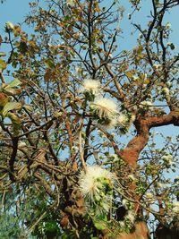 Low angle view of flower tree against sky