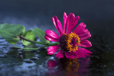 Close-up of pink flower