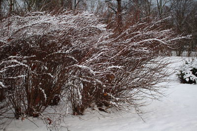 Snow covered trees in winter