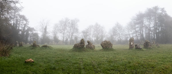 Trees on field against sky