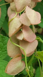 Close-up of flowers and leaves