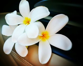 Close-up of white flowers blooming outdoors