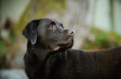 Close-up of black dog