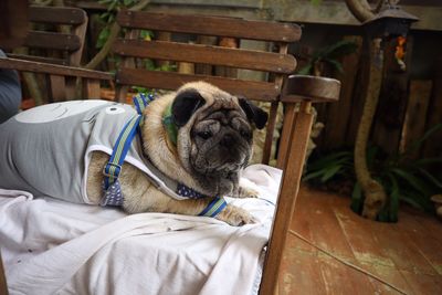 Portrait of dog sitting on chair