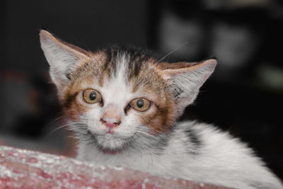 Close-up portrait of cat