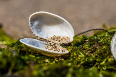 Close-up of tea