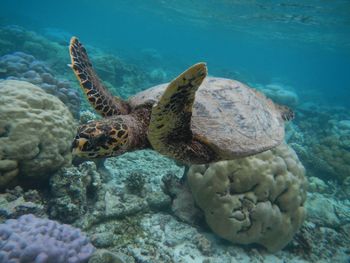 View of turtle in sea