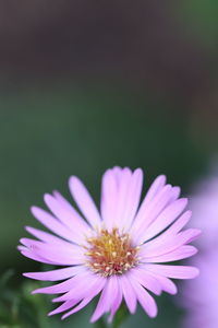 Close-up of pink flower