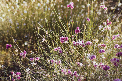 Close-up of purple flowering plants on field