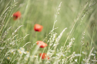 Close-up of poppy on field