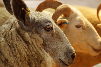 Close-up of sheep