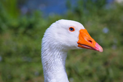 Close-up of bird looking away goose 