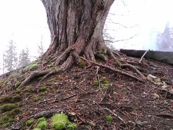 Close-up of bare tree in forest