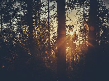 Sunlight streaming through trees in forest