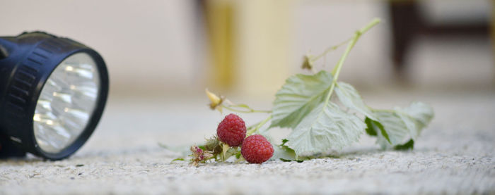 Close-up of raspberries and flashlight on field