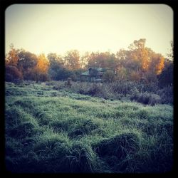 Trees on grassy field