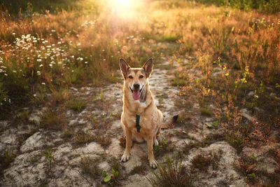 Portrait of dog running on field