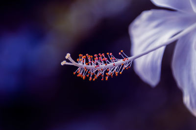 Close-up of white hibiscus flower