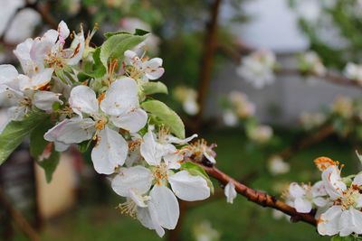 Close-up of white cherry blossom tree