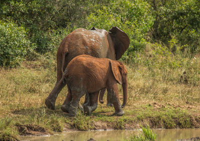 Elephant in a forest