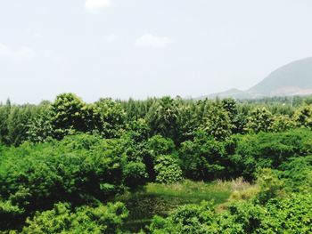 Scenic view of forest against sky