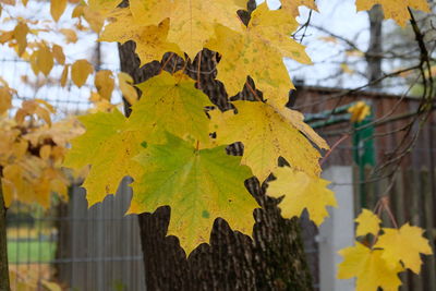 Close-up of yellow maple leaves on tree during autumn