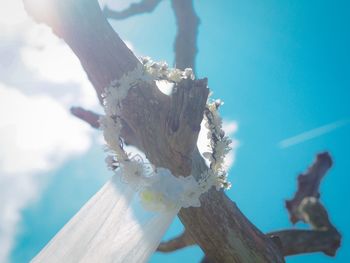 Low angle view of flowering tree against blue sky