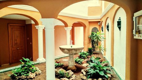 Potted plants outside building