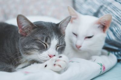 Close-up of cat resting on bed