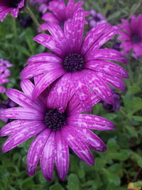 Close-up of purple flower