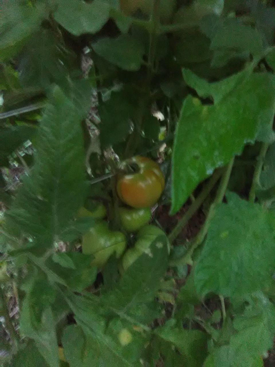 FULL FRAME SHOT OF FRUITS