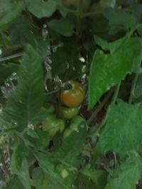 Close-up of fruits growing on plant