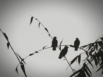 Low angle view of birds perching on branch against sky