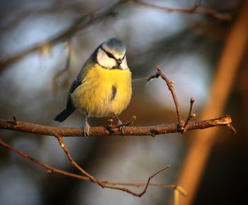 Close-up of bird perching on branch