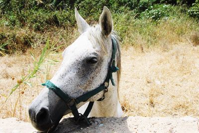 Horse in the field