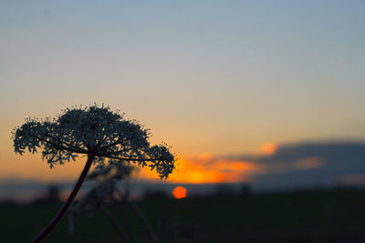 Silhouette of tree at sunset