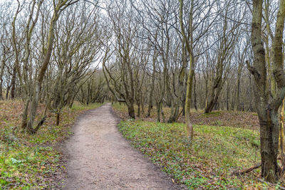 Dirt road amidst trees in forest