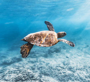 View of turtle swimming in sea