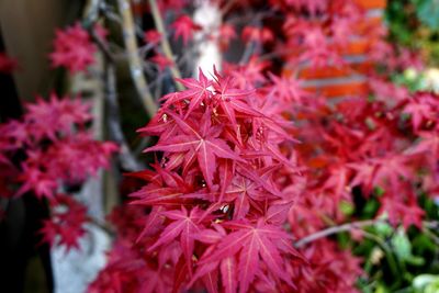 Close-up of red flowers