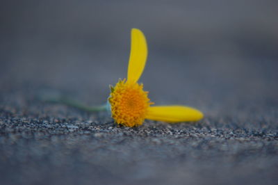 Close-up of yellow flower on plant