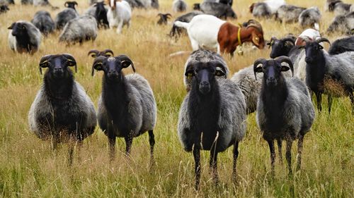 Flock of heidschnucken sheep in a field looking same direction 