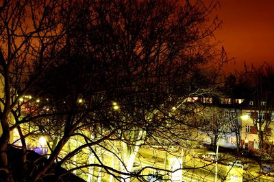 Bare trees in park at night