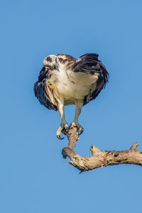 Low angle view of owl perching against clear blue sky