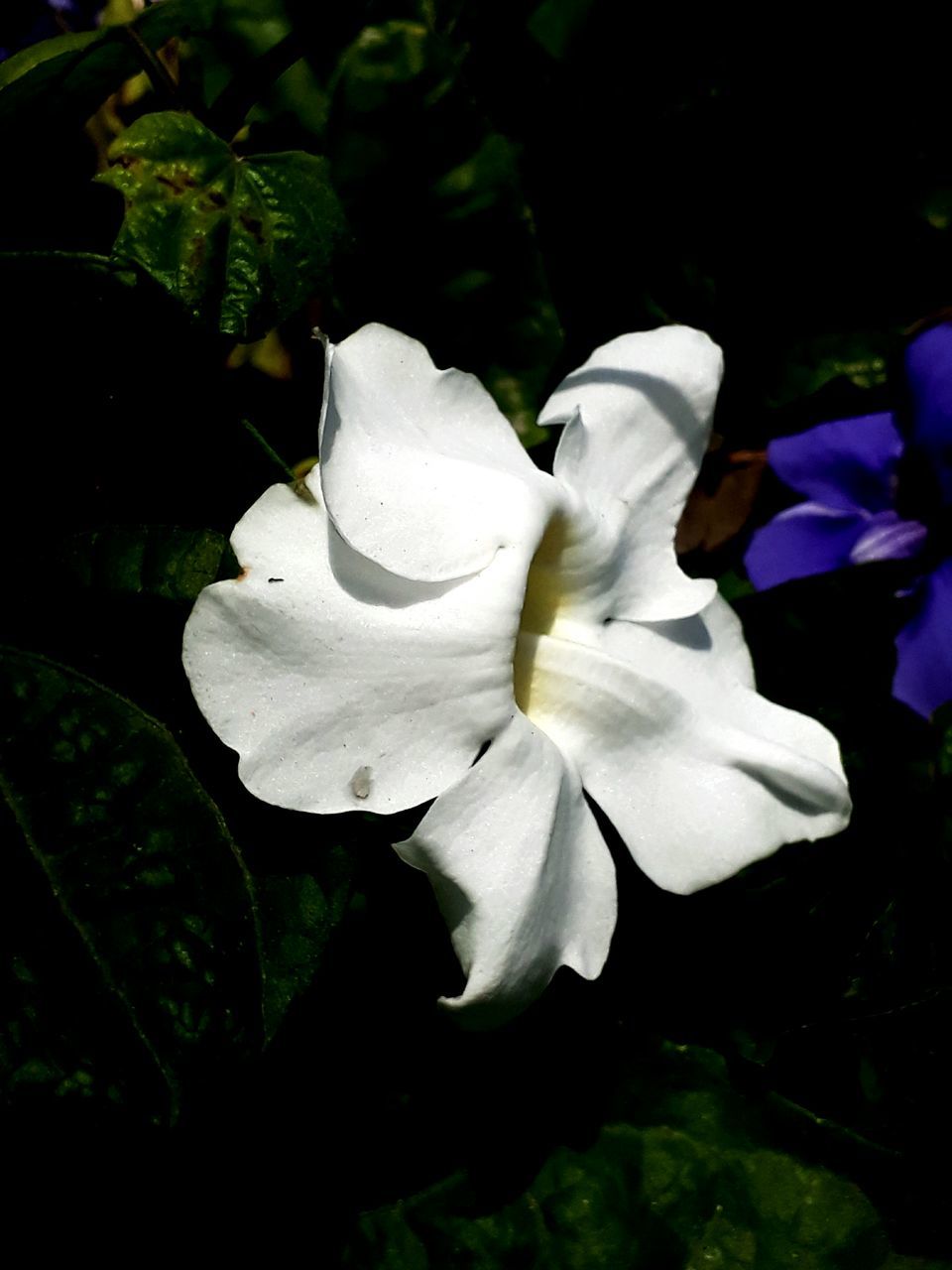 CLOSE-UP OF WHITE ROSE FLOWER WITH LEAVES