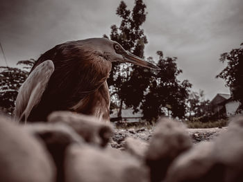 Close-up of a horse on the ground