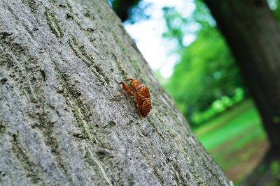 Close-up of insect on tree trunk