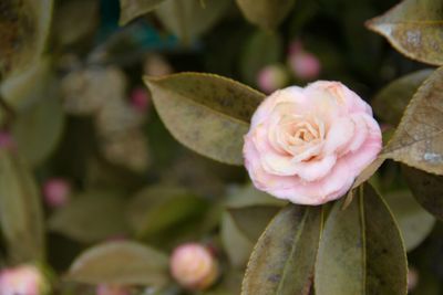 Close-up of pink rose blooming outdoors