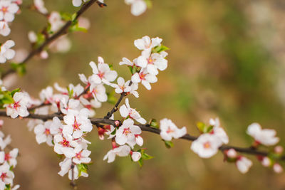 Close-up of cherry blossom