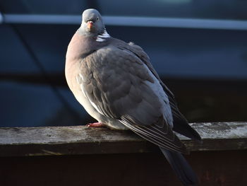 Close-up of seagull perching on railing