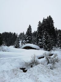 Trees on snow covered field against sky